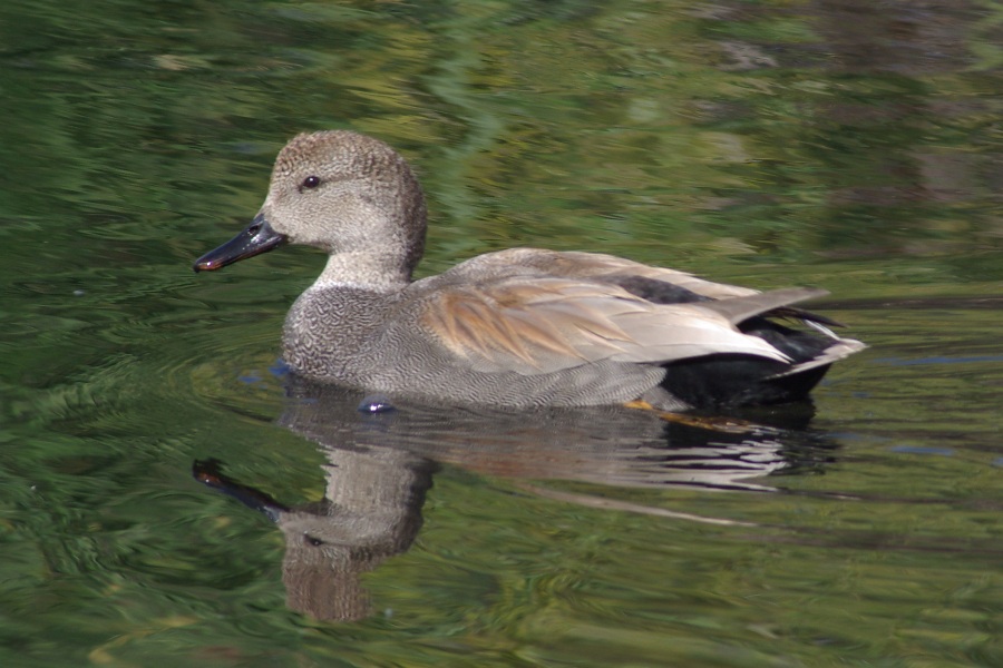 Gadwall, photography by Pat Goltz. Anas strepera. Taken in the Sweetwater Wetlands, southern Arizona, USA. I have been doing a lot of bird and nature photography, and these are a few of the ones I like the best.. Pentax K10D, 100-500mm Promaster. photography. In Nature, Animal, Reptile, amphibian