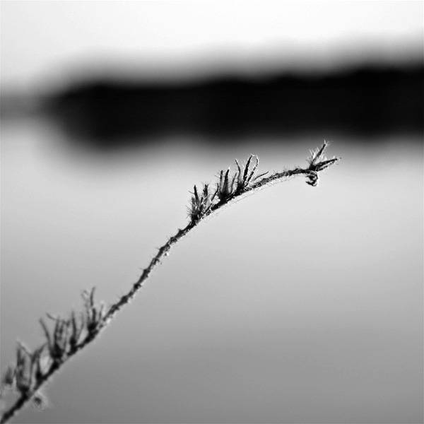 Classic Day, photography by Pierre-jean Suau. In Nature, Vegetal