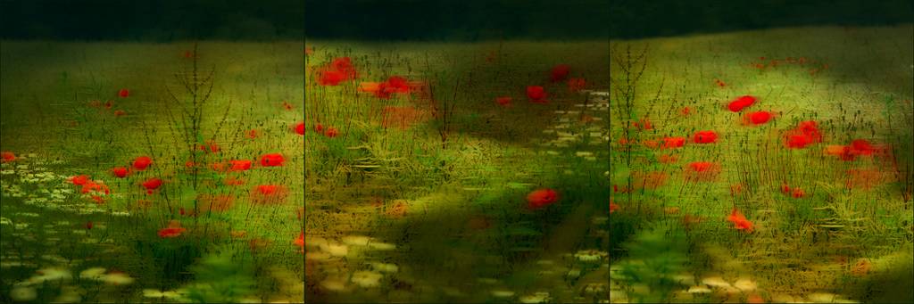 Le Temps Des Coquelicots, processing by Marie-claude Strausz. In Nature, Vegetal