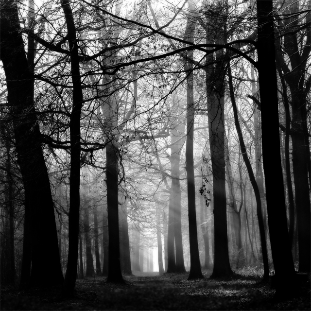 G&eacute;ants, photographie de Marie-claude Strausz. Dans Nature, Paysage