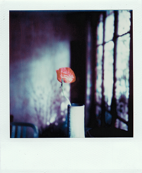 Pavot, photography by Ashveen Peerbaye. Polaroid SX-70 | Time Zero film. In Object, Still life
