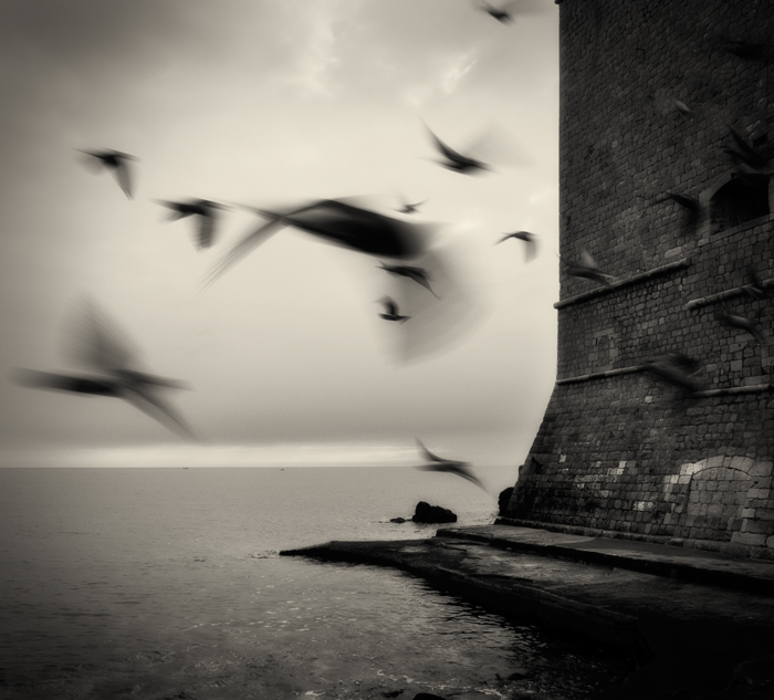 Birds..., photography by Denis Grzetic. from "Dubrovnik" serie.... Olympus E-1   14-54 lens. Ps. In Nature, Animal, Wild