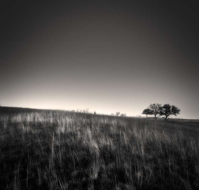 Three trees..., photography by Denis Grzetic. back to some older stuff..... Olympus E-1   14-54 lens. Ps. In Nature, Scenery