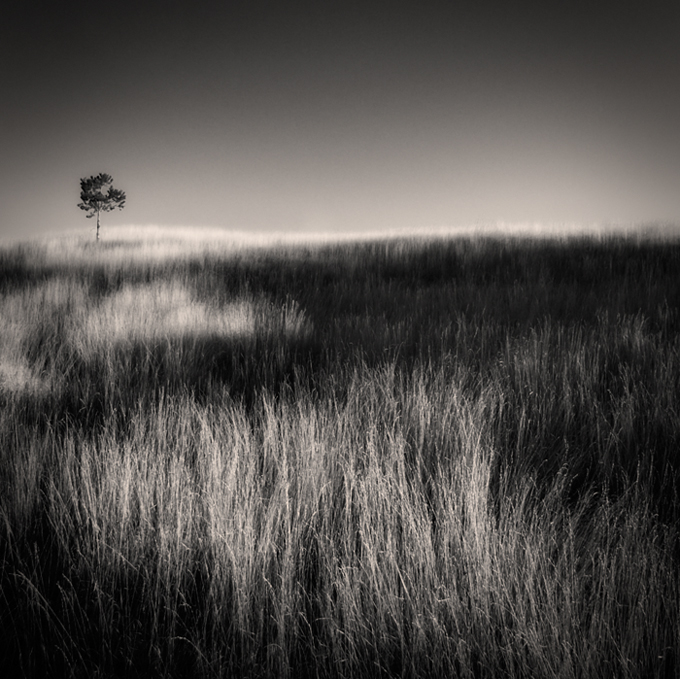 Tree and grass (3), photography by Denis Grzetic. another reworked older shot.... Olympus E-1   14-54 lens. In Nature, Scenery
