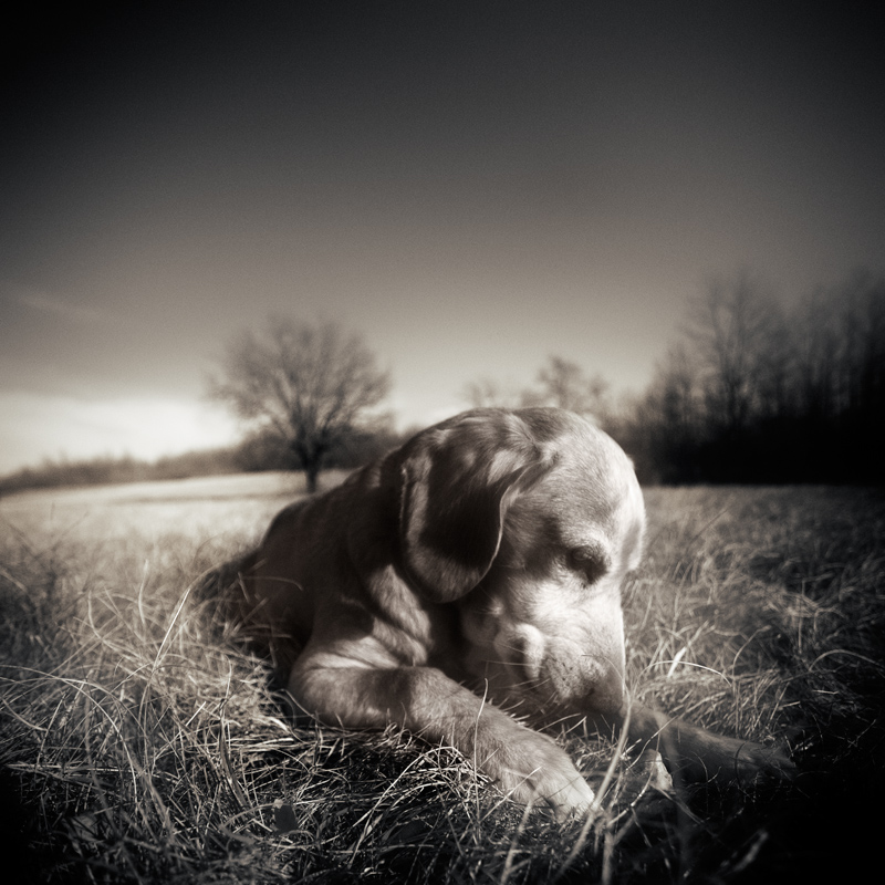 canon 5d,17-40 zoom lens. ps. Dans Nature, Animal, Domestique. Obi In Winter Grass, photographie de Denis Grzetic. Image #364228