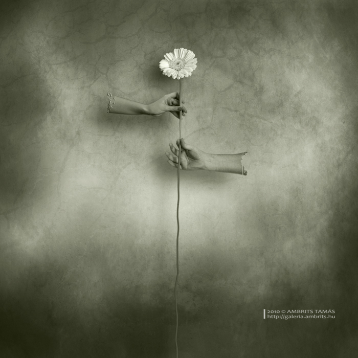 Love, photography by Tam&aacute;s Ambrits. In Nature, Vegetal, Flower, plant