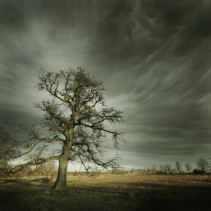 In Nature, Vegetal, Tree, forest. Dream of tree, photography by Tam&aacute;s Ambrits. Image #8859