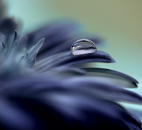 L'heure de la sieste, photography by Anne Friry. In Nature, Vegetal
