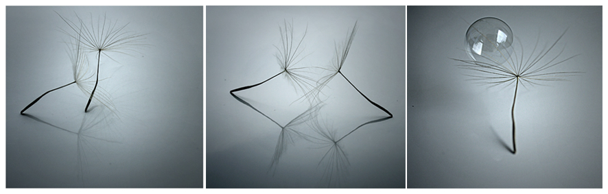 Esquisses, photography by Anne Friry. quelques essais. EOS 400D  60mm. In Nature, Vegetal