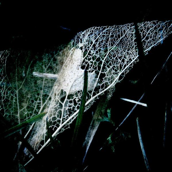 Aile de f&eacute;e, photography by Fabienne Sypowski. In Nature, Vegetal
