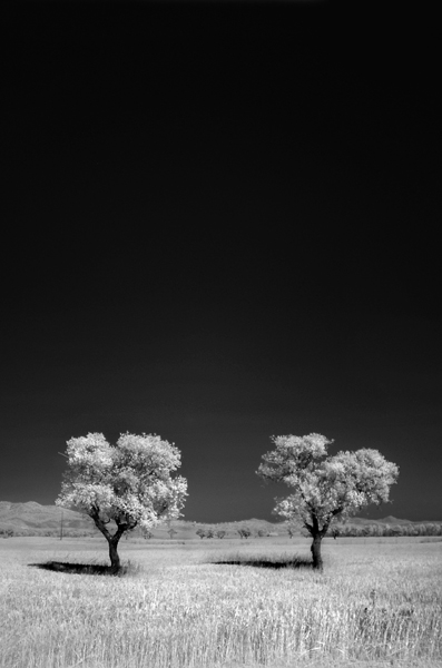 Mates, photography by Marco Marongiu. In Nature, Scenery