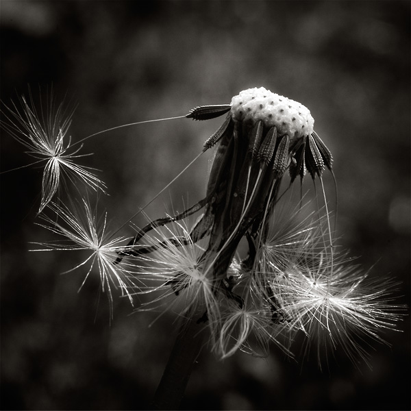 Failed, photography by Thierry Vercampt. In Nature, Vegetal
