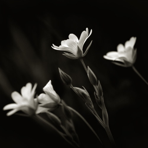 IV, photography by Thierry Vercampt. D70. In Nature, Vegetal