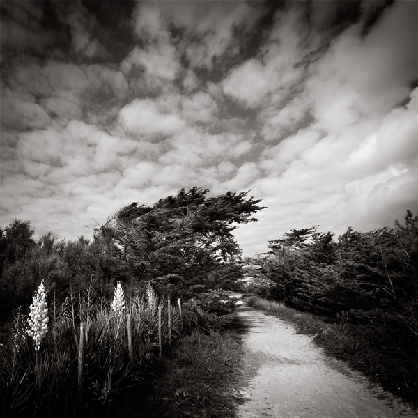 The path towards the sea, photography by Thierry Vercampt. Ile de R&eacute; Ao&ucirc;t 2009. In Nature, Scenery, Countryside