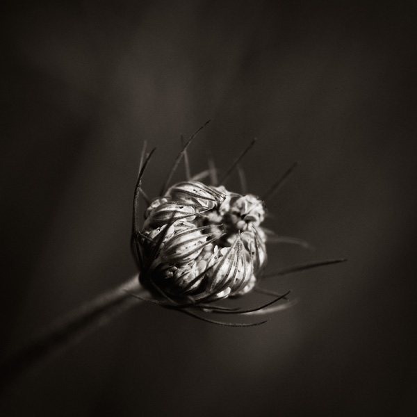 A strange and fascinating world..., photography by Thierry Vercampt. Nikon D200. In Nature, Vegetal. A strange and fascinating world..., photography by Thierry Vercampt. Image #18528