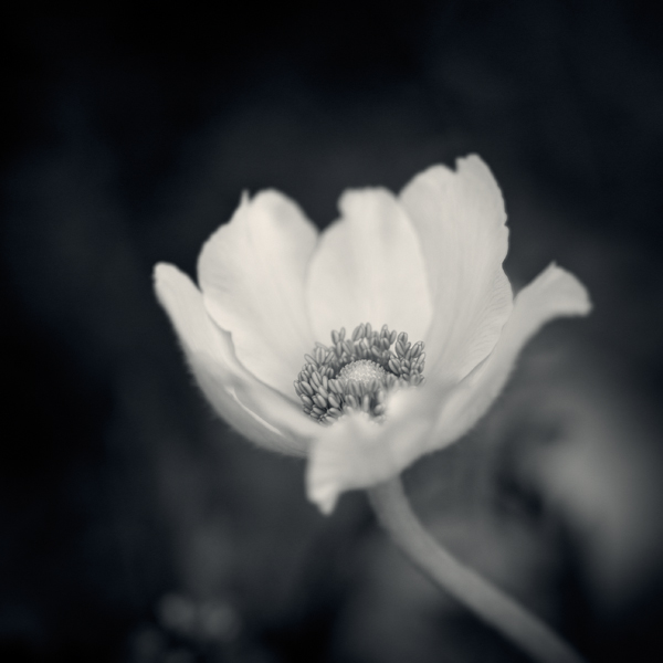Anemone IV, photography by Thierry Vercampt. In Nature, Vegetal