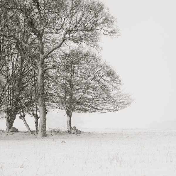 In Nature, Vegetal, Tree, forest. Snowy Trees VII, photography by Thierry Vercampt. Image #249126