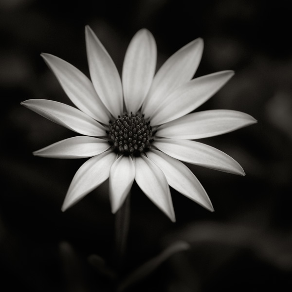 #058, photography by Thierry Vercampt. Nikon D70 + 105mm Macro. In Nature, Vegetal