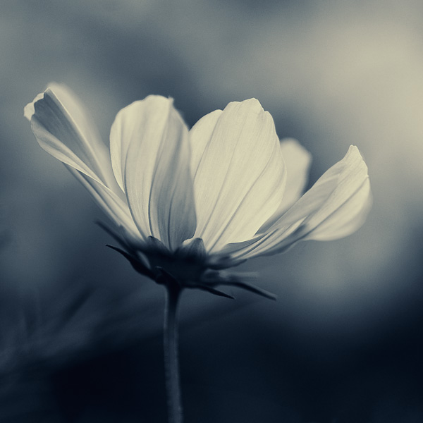 Cosmos, photography by Thierry Vercampt. D70 + 105 Macro. In Nature, Vegetal