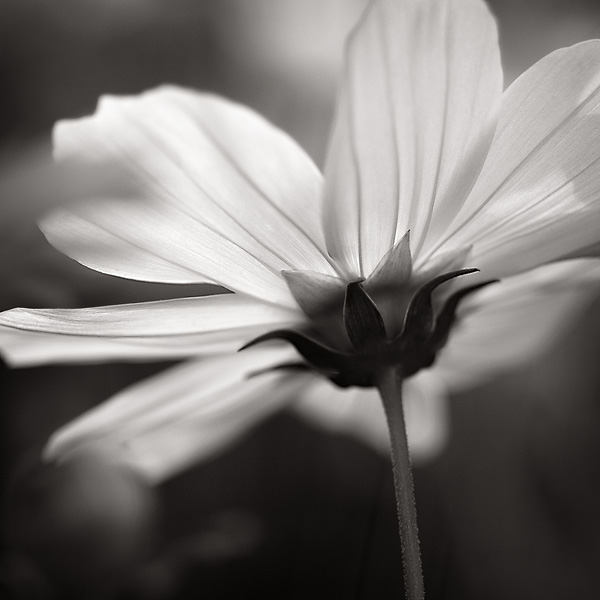 Parabole v&eacute;g&eacute;tale, photography by Thierry Vercampt. D70 + 105 Macro. In Nature, Vegetal