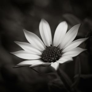 A little softness by Thierry Vercampt