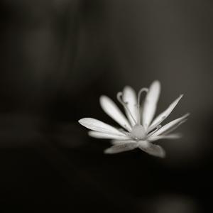 Petite perle