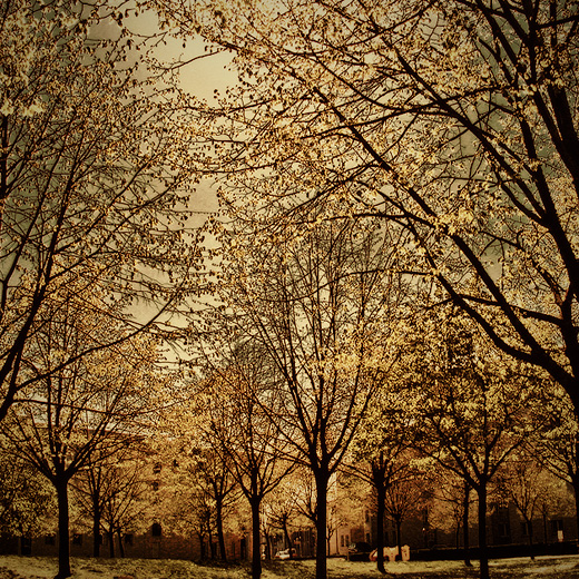 Spring healing the city, photography by P.o. V.. my quarter / mi barrio / mon quariter. canon G3. all colour works done in PS. In Nature, Scenery