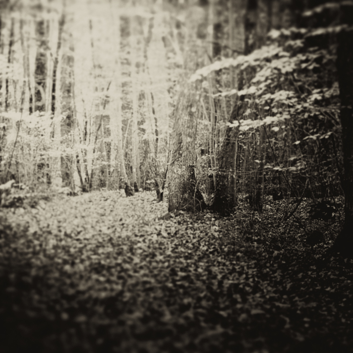 Do feel like a moth, processing by P.o. V.. Canon 40D. blur, toning processed on postprod in PS. In Nature, Vegetal, Tree, forest
