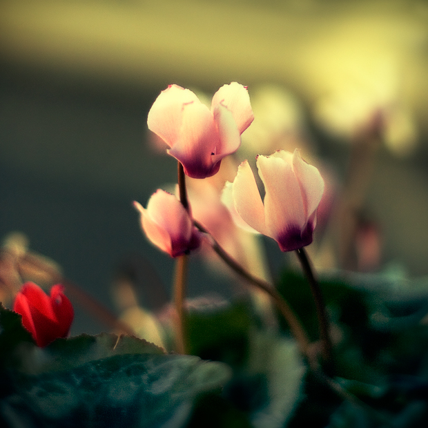 Petit trio, photography by P.o. V.. [Natural DOF]

A photo taken last year... it's quite unsual for me to take this type of flower pictures.. 350D. colours adjustments in PS. In Nature, Vegetal