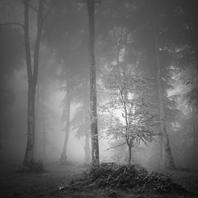 Pyrénées. Dans Nature, Végétal, Arbre, forêt. Petite sentinelle, photographie de Bruno Blais. Image #386790
