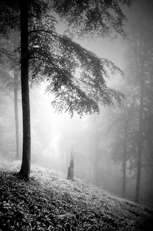 In Nature, Vegetal, Tree, forest. L'insoumis, photography by Bruno Blais. Image #398922