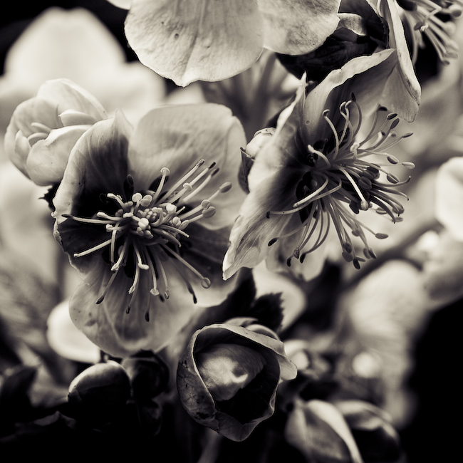 Sans Titre, photography by Fabienne Cresens. In Nature, Vegetal, Flower, plant