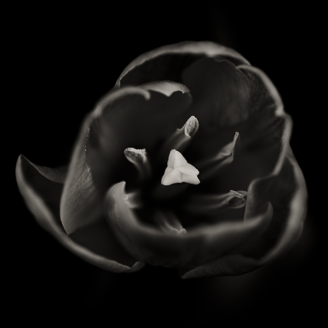 In Nature, Vegetal, Flower, plant. Sans Titre, photography by Fabienne Cresens. Image #285162