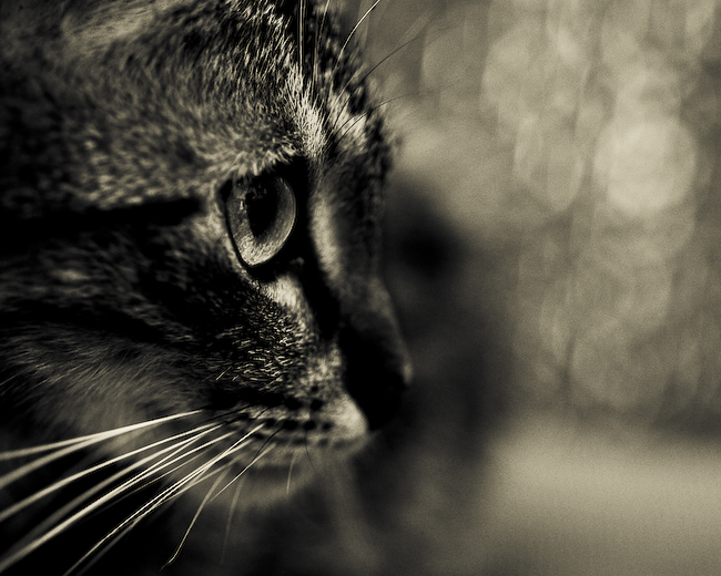 Huntress. In Nature, Animal, Domesticated. Sans Titre, photography by Fabienne Cresens. Image #306235