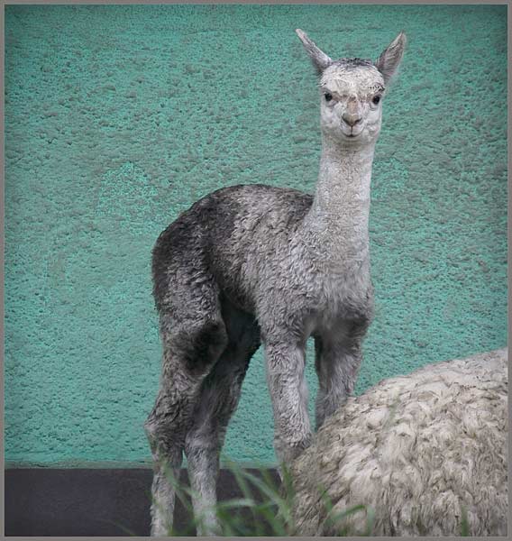Texture Alpaga, photography by Olivier Daaram Jollant. Jeune Alpaga devant la fa&ccedil;ade de son abri. Zoo Silesien &agrave; Katowice en Pologne. 

Young Alpaga in front of its shelter's outside wall. Silesian zoo in Katowice, Poland.

Photo: 07/2010

&copy; Olivier Daaram Jollant 2010.
All rights reserved. Not to be used or reproduced without written permission.. In Nature, Animal, Caged