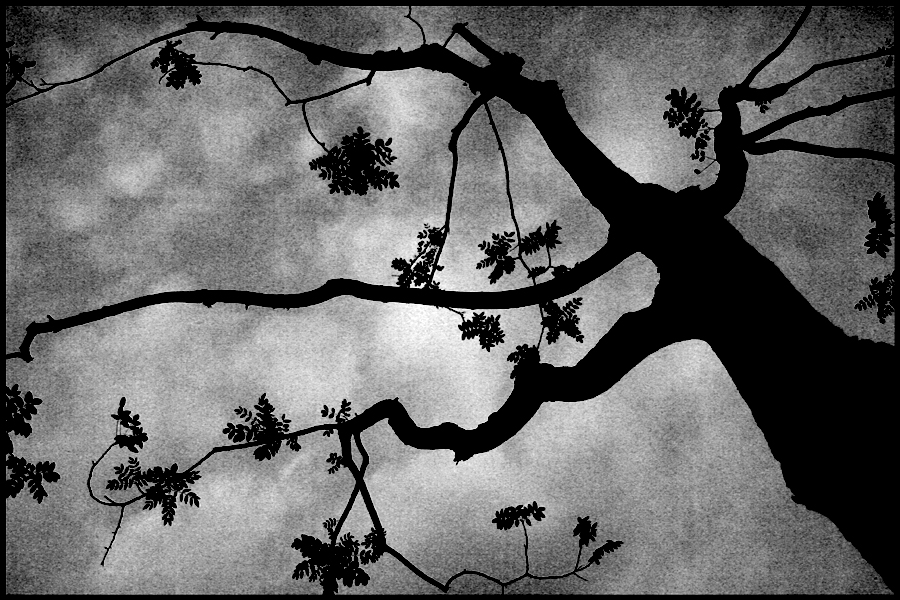 Japanese whispers, photography by Rachel. CANON EOS 350D. F/3.5 - 28mm - 1/200 second - ISO 400. In Nature, Vegetal