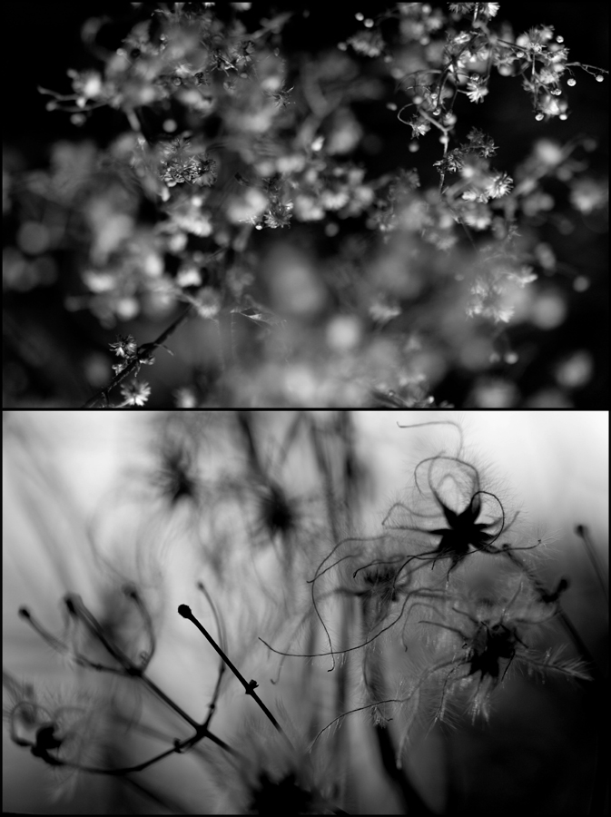 It's snowing on my dreams, photography by Rachel. CANON EOS 350D. F/3.5, 100mm, ISO 200, 1/320 second. In Nature, Vegetal
