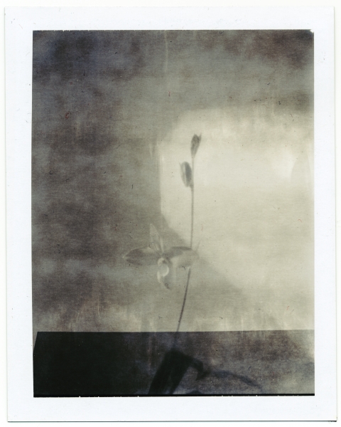 ghost orchid, photography by Elinor Scott-sutter. Preliminary scan to see how my new scanner is going to work... Wasn't overjoyed with the results, but I know I'll still need to play with its settings and with the software in general. This is from some very expired Polapan (90's) and is of a phragmipedium. I don't have Photoshop installed yet, so I couldn't do much to color correct or remove dust. Still, I liked the result.

Polaroid Polapan 667 film
Daylab pinhole camera. Daylab pinhole, Polapan 667