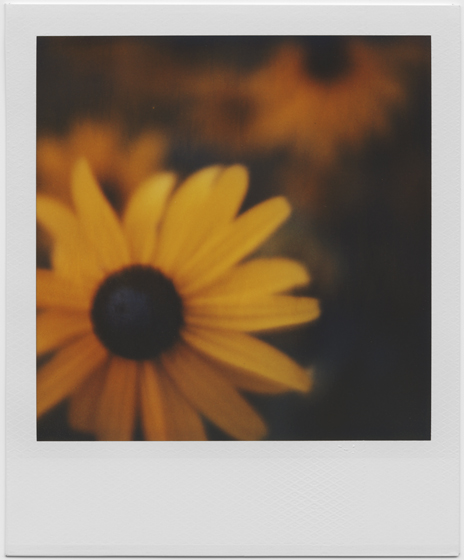 brown-eyed girls, photography by Elinor Scott-sutter. sx-70 model 2
time-zero film. sx-70, time-zero. In Nature, Vegetal