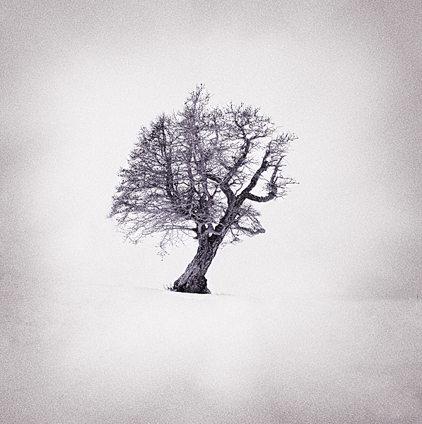 Alone in the snow, photography by Eric Tombarel. eos1ds markII. In Nature, Scenery