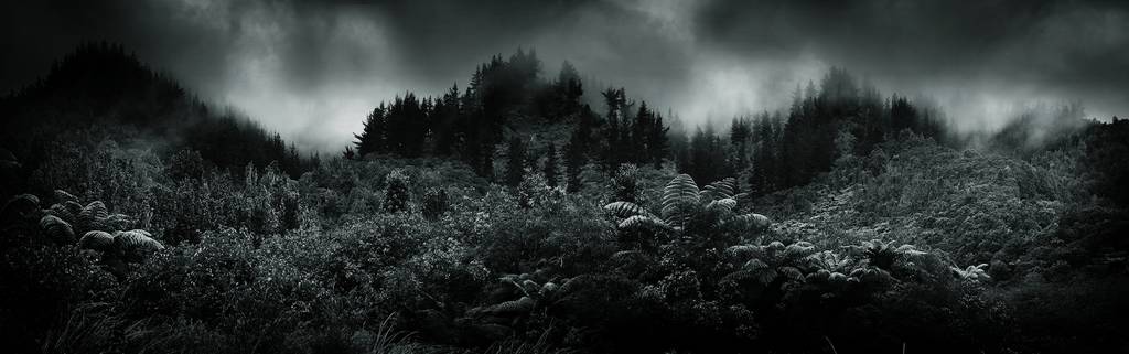 Pipiriki, photography by Mark Hamilton. Canon Eos1D Mk IV Canon EF 16-35 2.8L. In Nature, Vegetal, Tree, forest