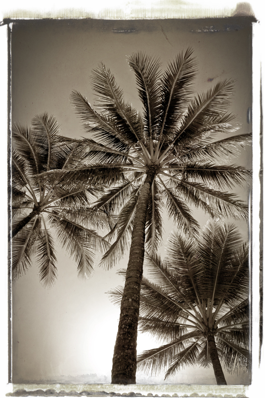 Hot Day Looming, photography by Jan Wolstenholme. In Nature, Vegetal, Tree, forest