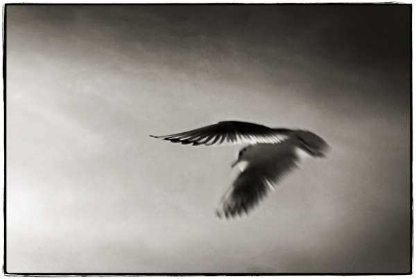 gull, image by Steve Deer. Image #11095
