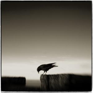 crow by Steve Deer