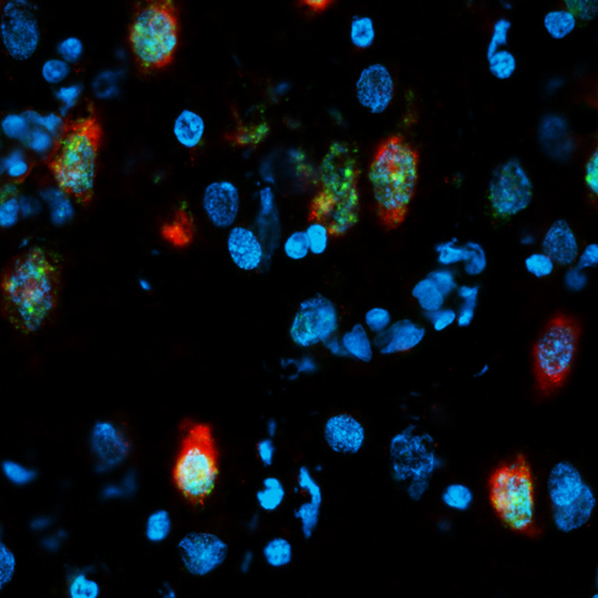 Erratic Cells 2, photography by Editor Art Limited. In Nature, Animal, Domesticated