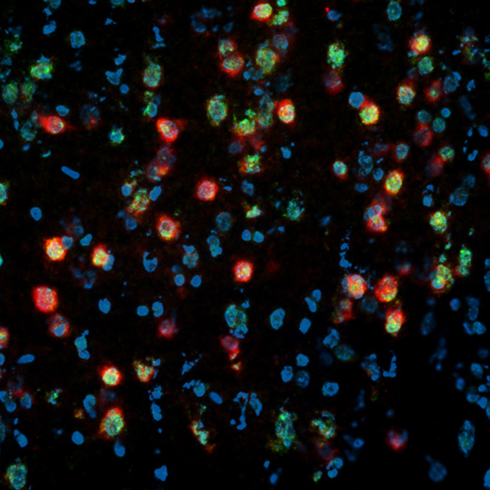 Erratic Cells 1, photography by Editor Art Limited. In Nature, Animal, Domesticated