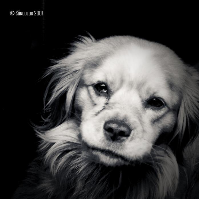 Saddog, photography by Sun Color. CANON 500D. ps. In Nature, Animal