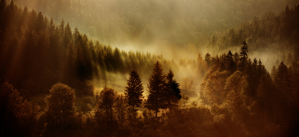 Landscape in gold, photography by Alexander Mikhailenko. In Nature, Scenery
