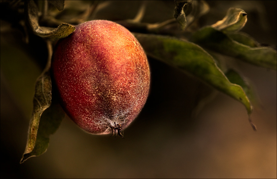 Sweet Companionship, photography by Diane Varner. Canon 30D. In Nature, Vegetal