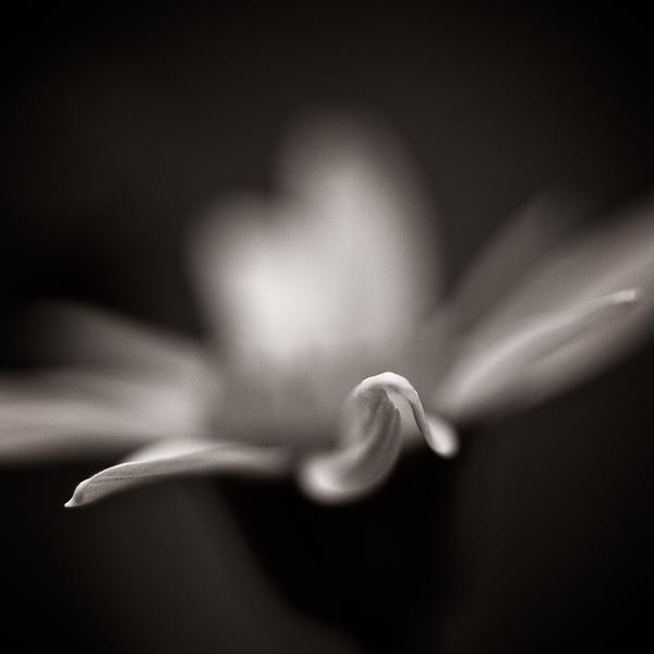 Seeing Dimly #2 - Daisy Abstract, photography by Bishop Bastien. f3.2 & multiple extensions. In Nature, Vegetal